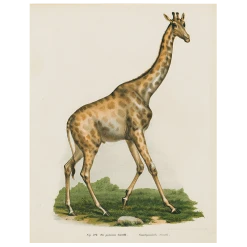 John Derian Giraffe In Africa (p 9) Decoupage