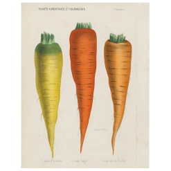 John Derian V-Carottes De Flandre (p 10)