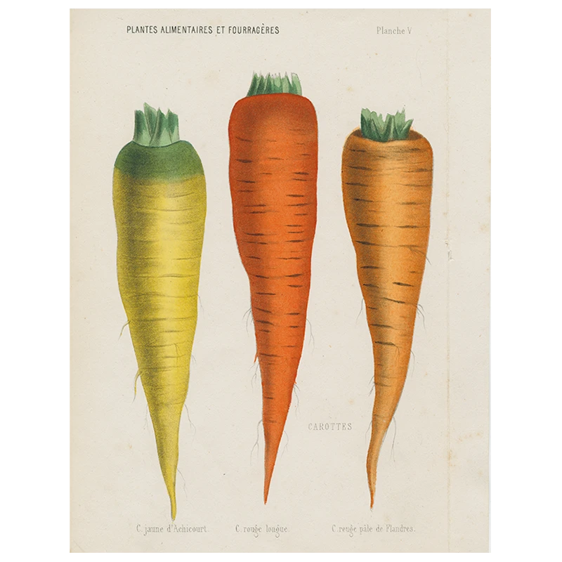 John Derian V-Carottes De Flandre (p 10) 3 John Derian V-Carottes De Flandre (p 10)