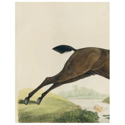 John Derian Jumping Horse (p 13) Decoupage