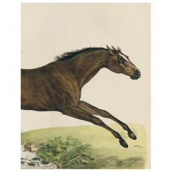 John Derian Decoupage Jumping Horse (p 14)