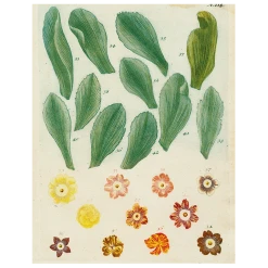 John Derian Decoupage Petals (p 17)