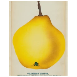 John Derian Decoupage Champion Quince (p 18)