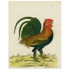 John Derian Bantam Cock (p 21)