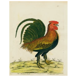 John Derian Bantam Cock (p 21)