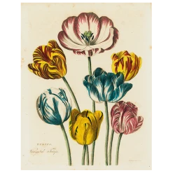 John Derian Tulips (p 22)