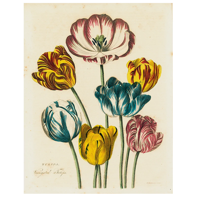 John Derian Tulips (p 22) 3 John Derian Tulips (p 22)