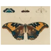 John Derian Brown Butterfly B (p 26) Decoupage