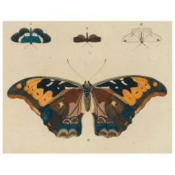 John Derian Brown Butterfly B (p 26) Decoupage