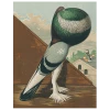 John Derian Decoupage Pouter Cock Pigeon, Green (p 27)