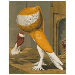 John Derian Pouter Cock Pigeon, Orange (p 28) Decoupage