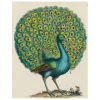 John Derian Coy Peacock (p 29) Decoupage 1 John Derian Coy Peacock (p 29) Decoupage