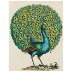 John Derian Coy Peacock (p 29) Decoupage