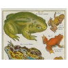 John Derian Frogs (p 39) Decoupage
