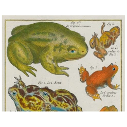 John Derian Frogs (p 39) Decoupage