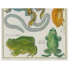 John Derian Frogs (p 40)