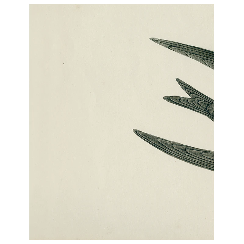 John Derian Swift Bird (Swallow) (p 45) Decoupage 3 John Derian Swift Bird (Swallow) (p 45) Decoupage