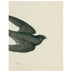 John Derian Swift Bird (Swallow) (p 46) Decoupage