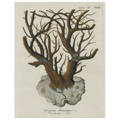 John Derian Black Coral - Gorgonia (p 48) Decoupage