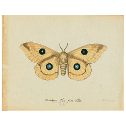 John Derian Butterfly - Bombyx (p 50) - FINAL SALE
