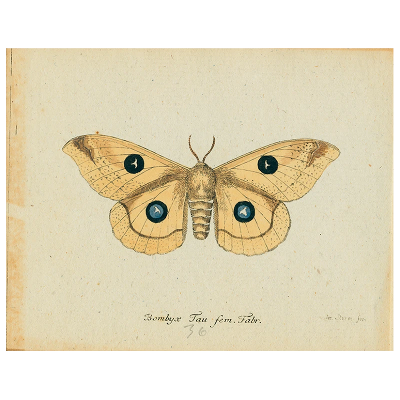 John Derian Butterfly - Bombyx (p 50) - FINAL SALE 3 John Derian Butterfly - Bombyx (p 50) - FINAL SALE