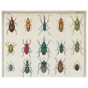 John Derian Decoupage Torn Insects (p 51)