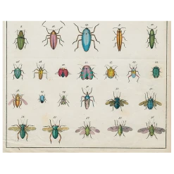 John Derian Torn Insects (p 52) Decoupage