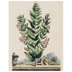 John Derian Decoupage Myrtopetalon (p 61)