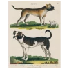 John Derian Bulldog / Mastiff (p 62)