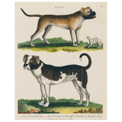 John Derian Bulldog / Mastiff (p 62)