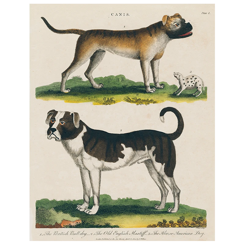 John Derian Bulldog / Mastiff (p 62) 3 John Derian Bulldog / Mastiff (p 62)
