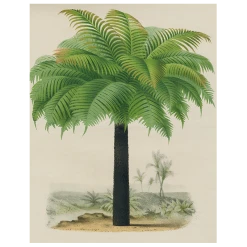 John Derian Palm (p 67) Decoupage