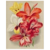 John Derian Decoupage Gladiola (p 74)