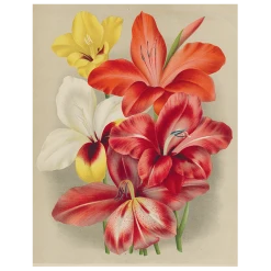 John Derian Decoupage Gladiola (p 74)