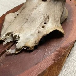 Vintage Antique Black Forest Carved Antlers (H08)