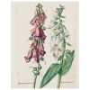John Derian Double Foxglove (p 92) Decoupage 2 John Derian Double Foxglove (p 92) Decoupage