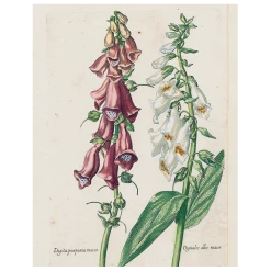 John Derian Double Foxglove (p 92) Decoupage