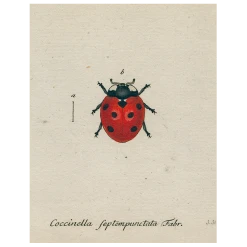 John Derian Red Ladybug (p 93) Decoupage