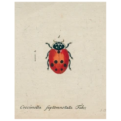 John Derian Little Ladybug (p 94) Decoupage