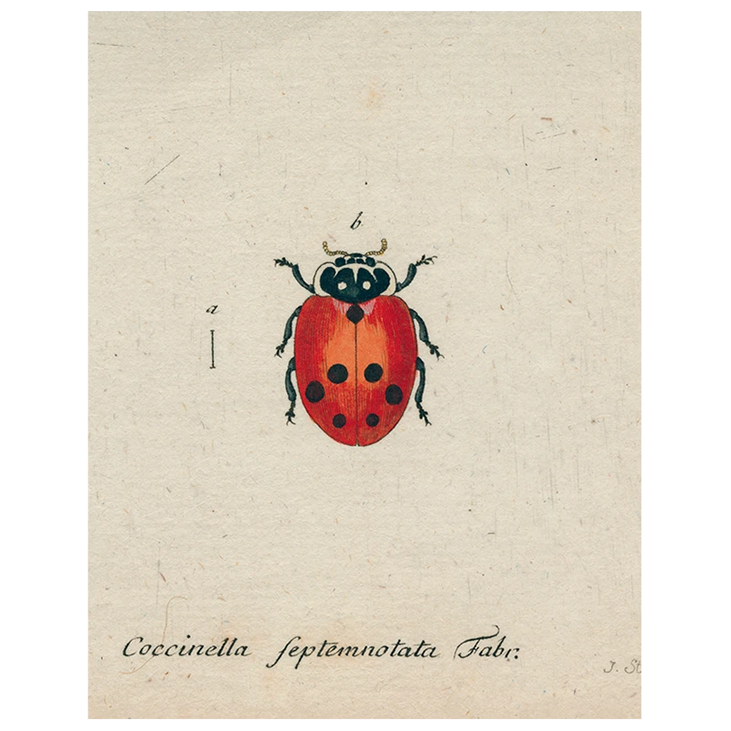 John Derian Little Ladybug (p 94) Decoupage 3 John Derian Little Ladybug (p 94) Decoupage