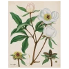 John Derian Peonies (p 95)