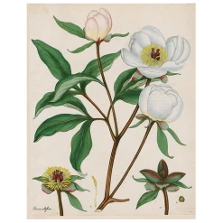 John Derian Peonies (p 95)