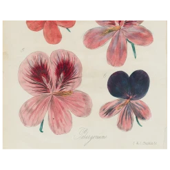 John Derian Decoupage Six Pelargorium (p 98)