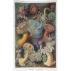 John Derian Actiniae (Sea Anemones) Decoupage