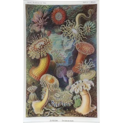 John Derian Actiniae (Sea Anemones) Decoupage