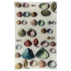John Derian Decoupage Chart Of Small Shells 1 John Derian Decoupage Chart Of Small Shells