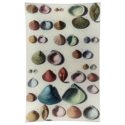 John Derian Decoupage Chart Of Small Shells