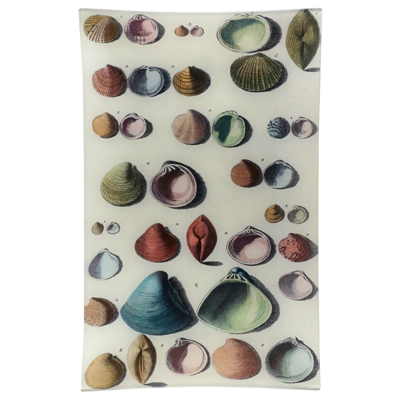 John Derian Decoupage Chart Of Small Shells 3 John Derian Decoupage Chart Of Small Shells