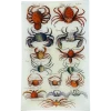 John Derian Crabs VI