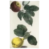 John Derian Fruit: Quince Decoupage
